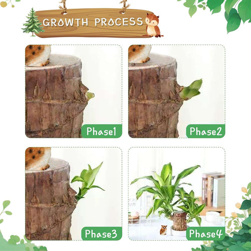 Brazilian Lucky Wood, Mini Home Plant Decorations (Pack of 2)